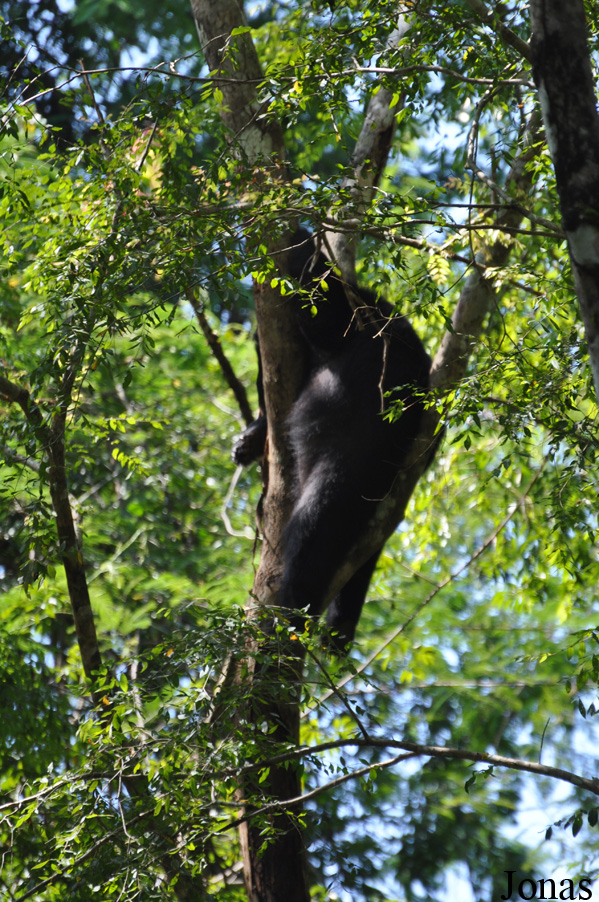 Ursus thibetanus