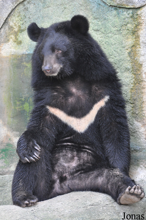 Ursus thibetanus