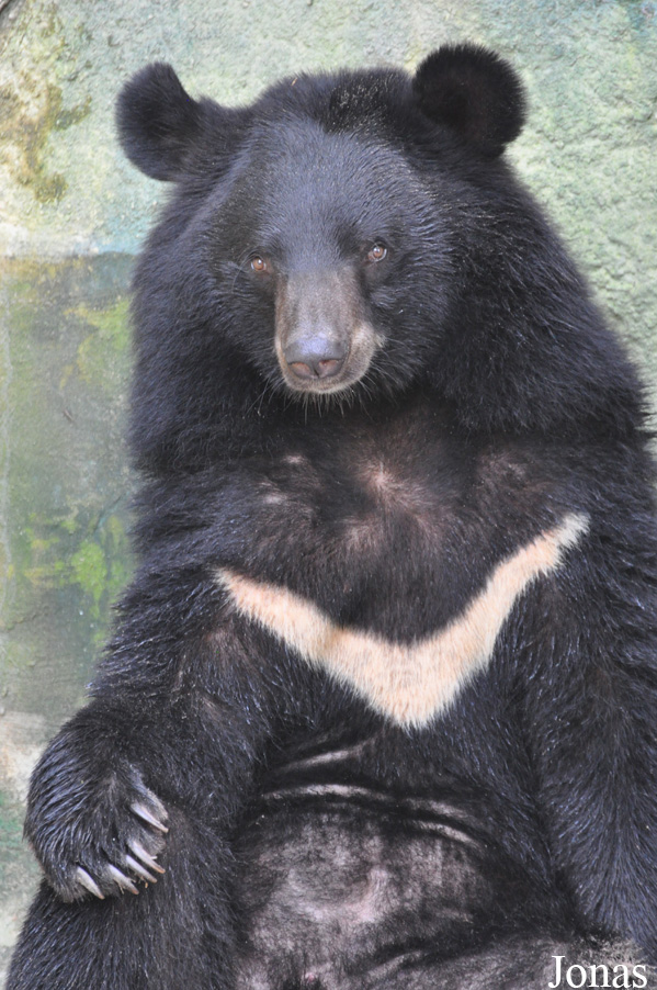 Ursus thibetanus
