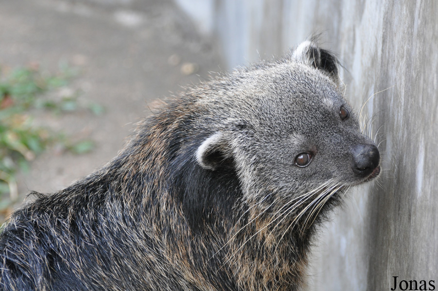 Arctictis binturong