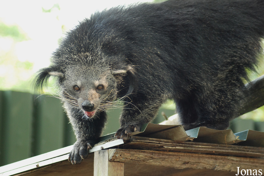 Arctictis binturong