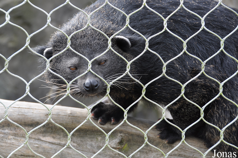 Arctictis binturong