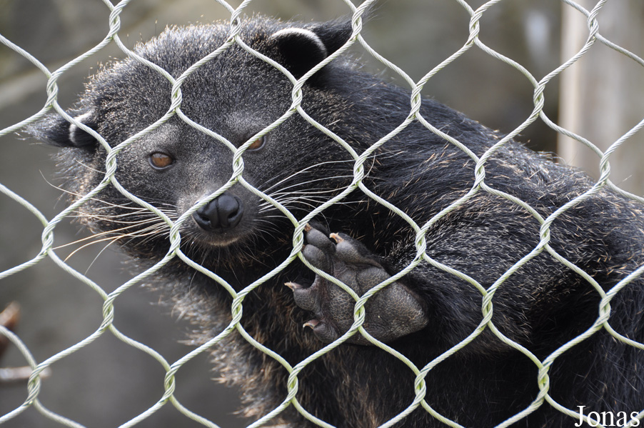 Arctictis binturong