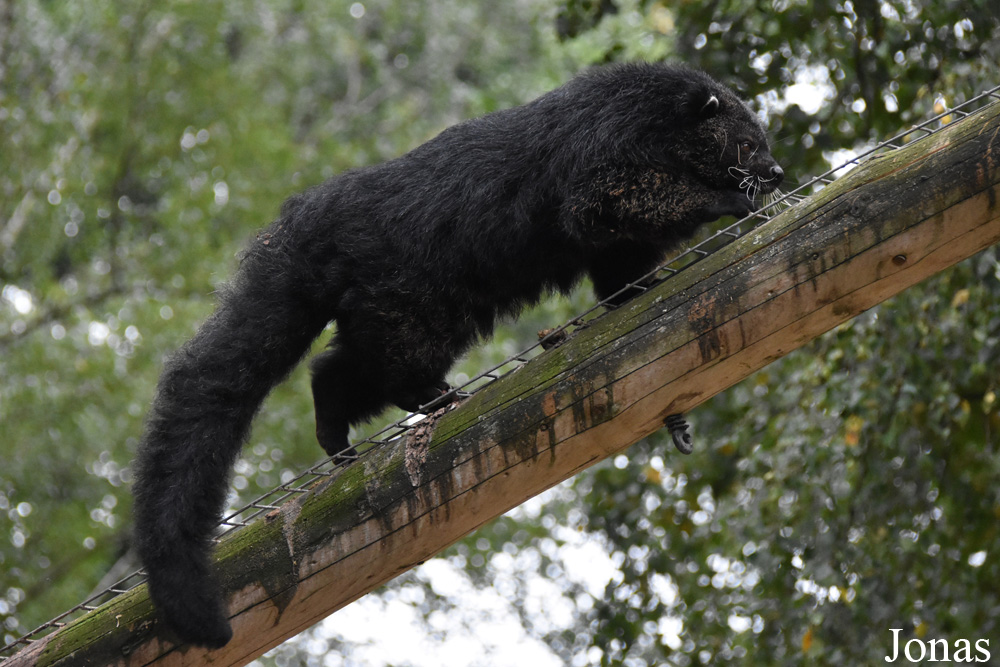 Arctictis binturong whitei