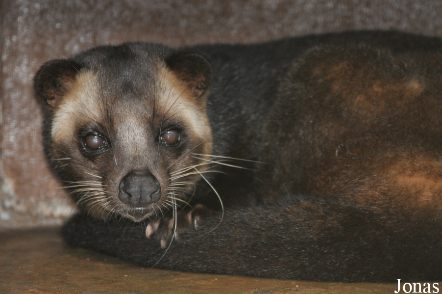 Paguma larvata