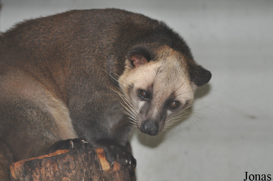 Paguma larvata
