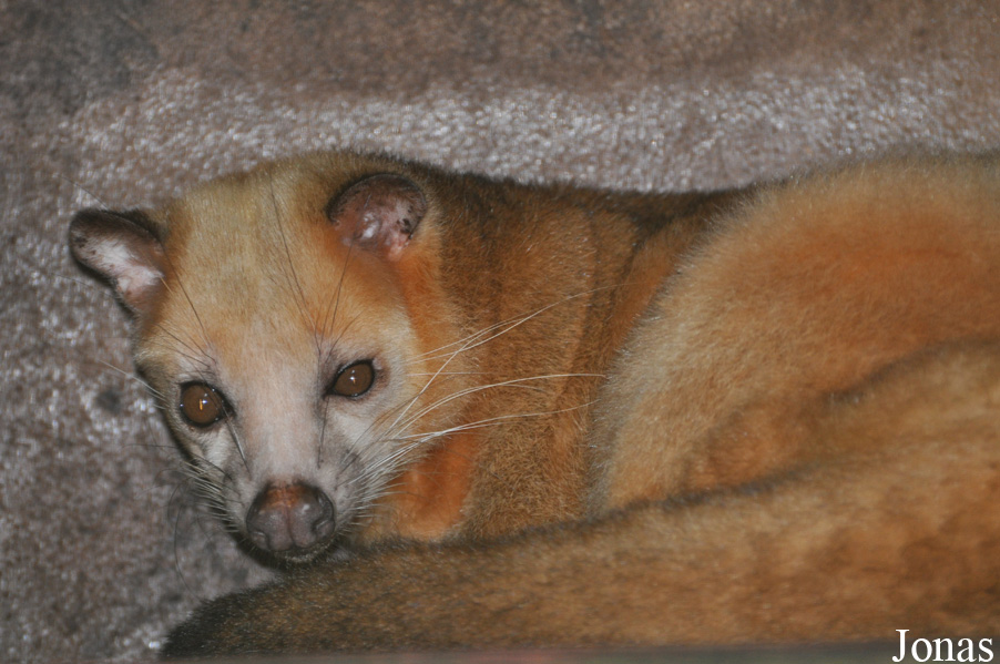 Paguma larvata
