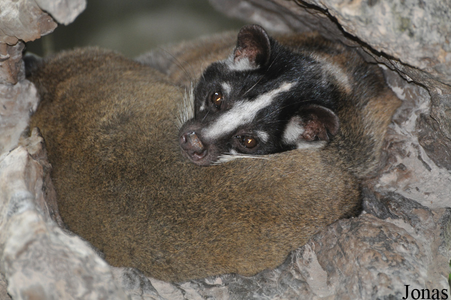 Paguma larvata