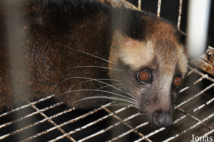 Paguma larvata