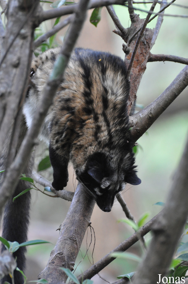 Paradoxurus hermaphroditus