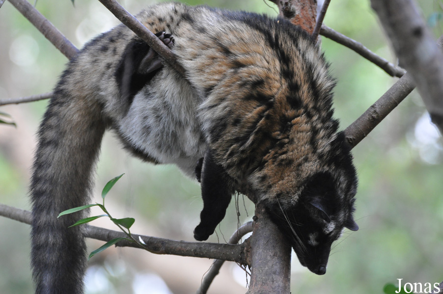Paradoxurus hermaphroditus