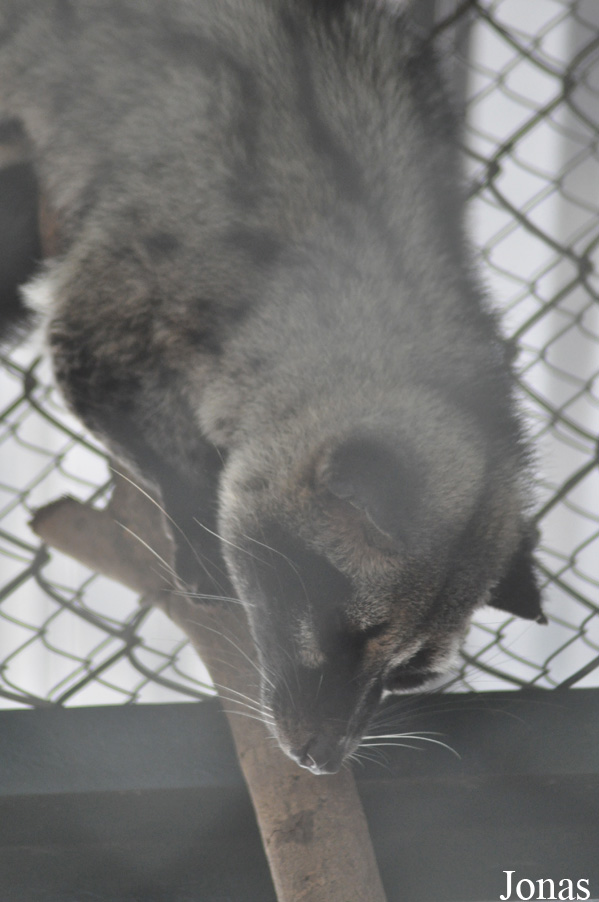 Paradoxurus hermaphroditus