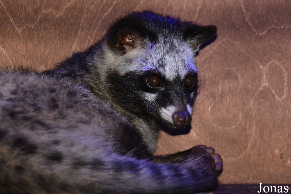 Paradoxurus hermaphroditus