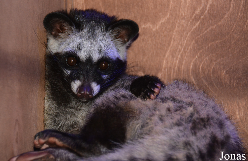 Paradoxurus hermaphroditus