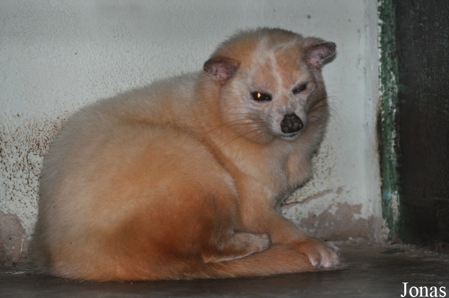 Paradoxurus musanga