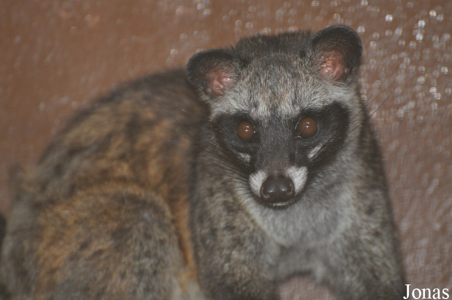 Paradoxurus musanga