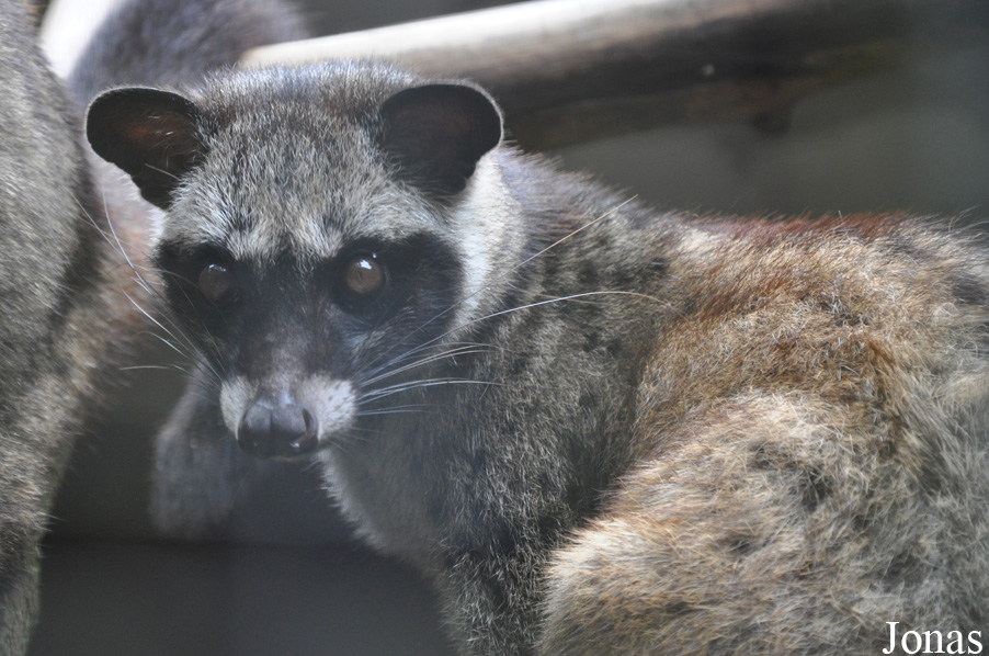 Paradoxurus musanga