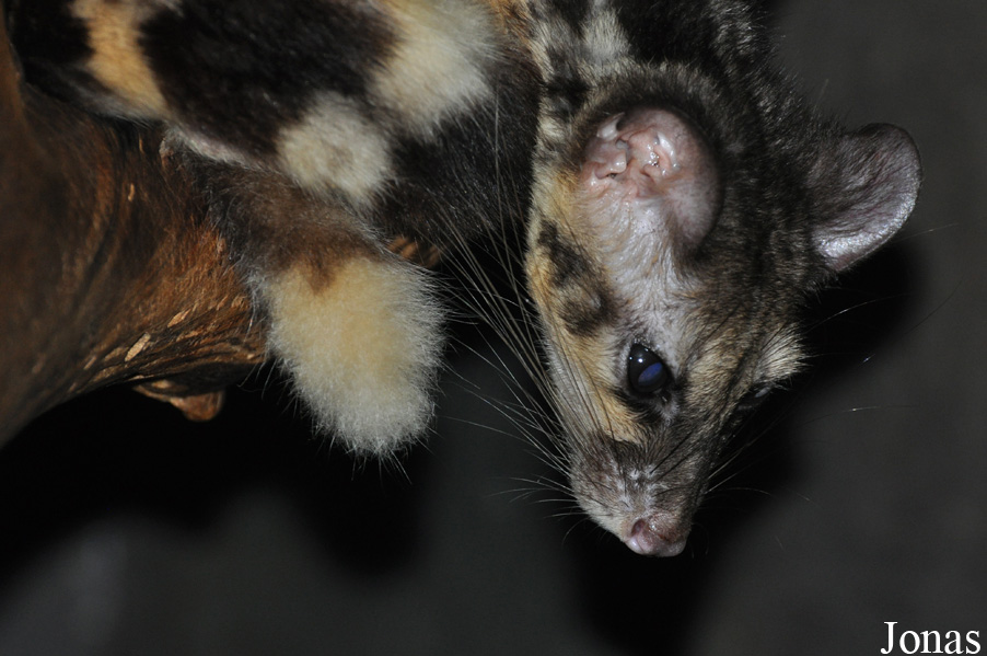 Prionodon linsang