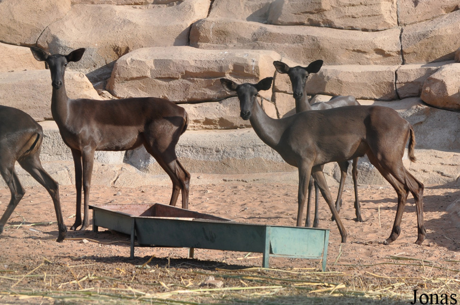 Aepyceros melampus melampus