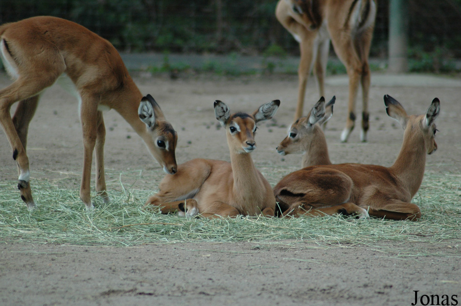 Aepyceros melampus melampus