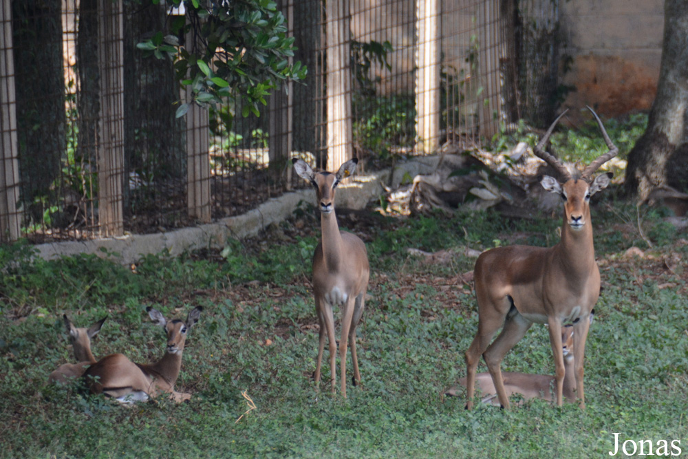 Aepyceros melampus melampus