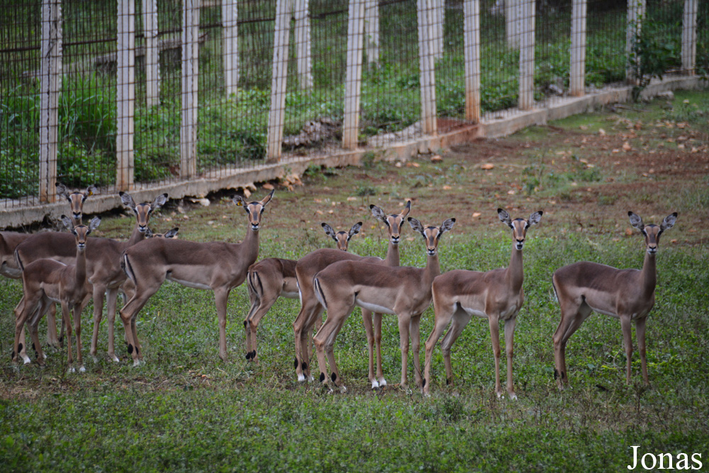 Aepyceros melampus melampus