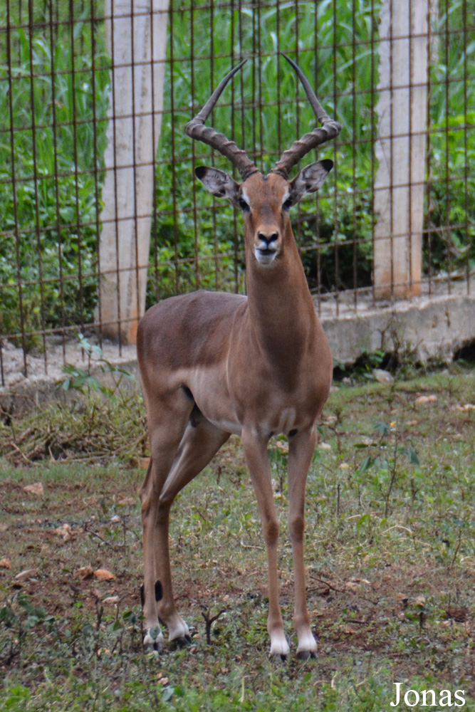 Aepyceros melampus melampus