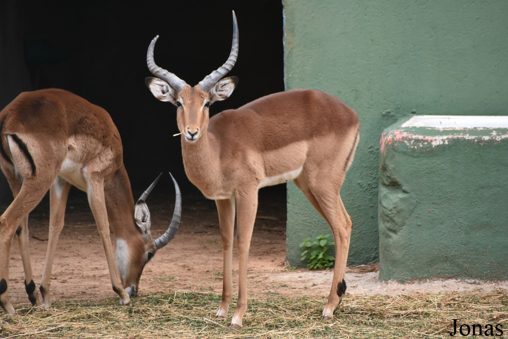 Aepyceros melampus melampus