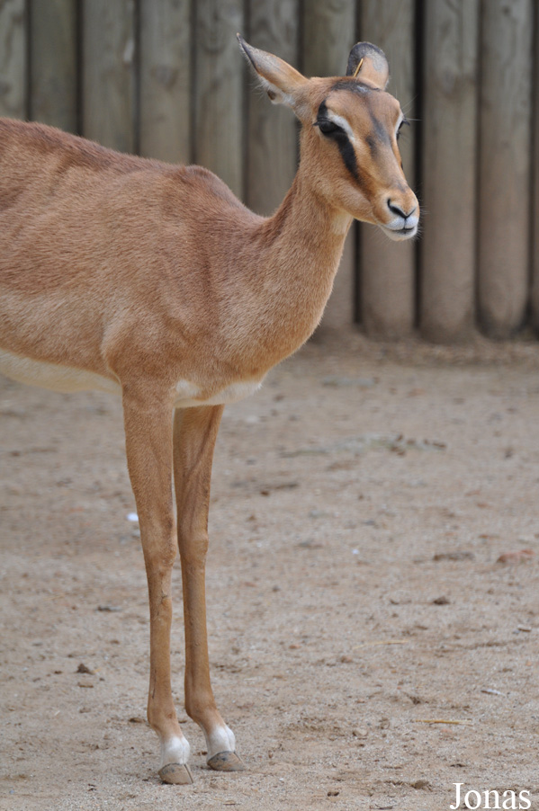 Aepyceros melampus petersi