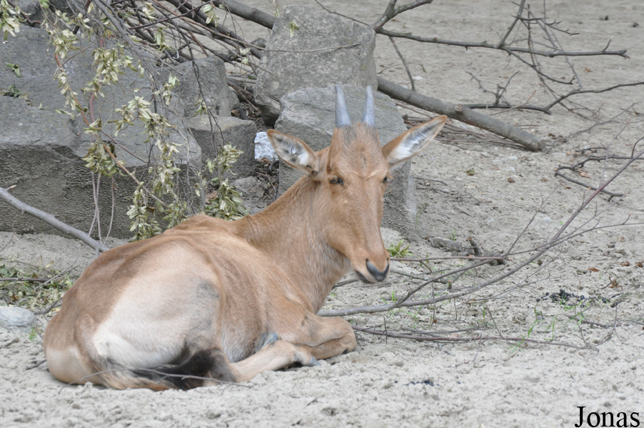Alcelaphus buselaphus caama