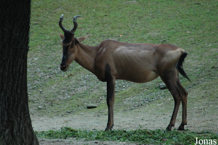 Alcelaphus buselaphus caama