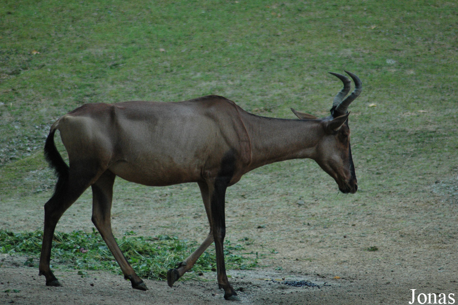 Alcelaphus buselaphus caama