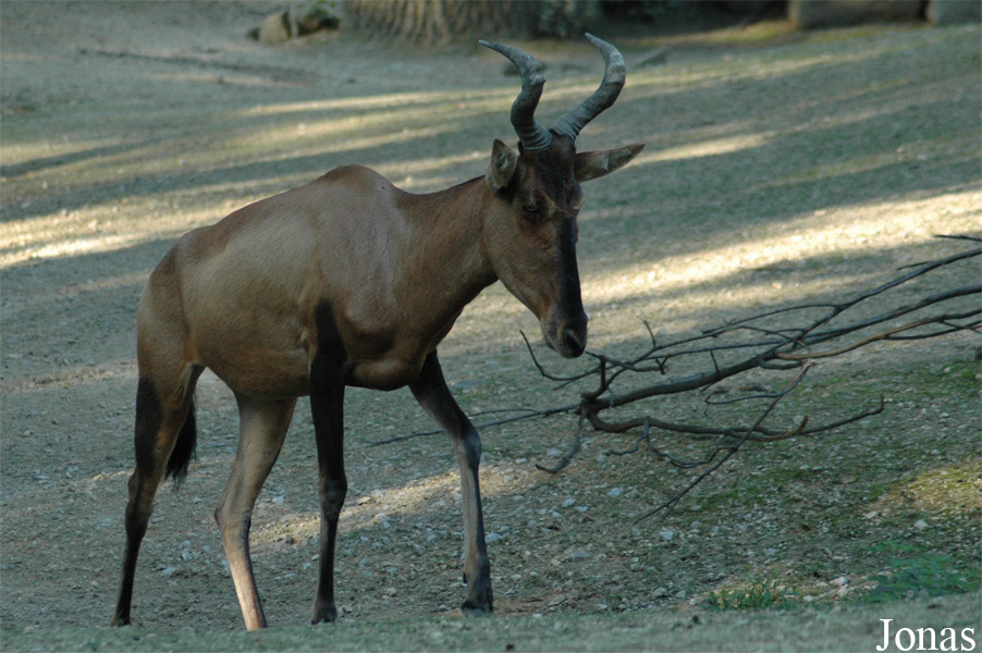 Alcelaphus buselaphus caama
