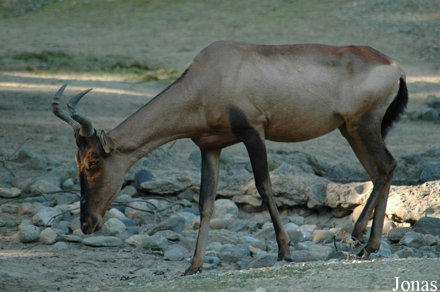 Alcelaphus buselaphus caama