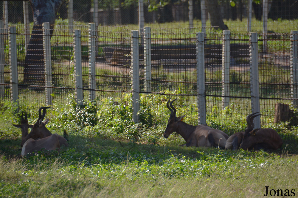 Alcelaphus buselaphus caama