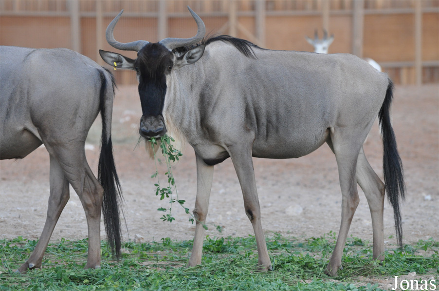 Connochaetes taurinus albojubatus