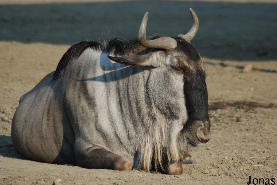 Connochaetes taurinus albojubatus