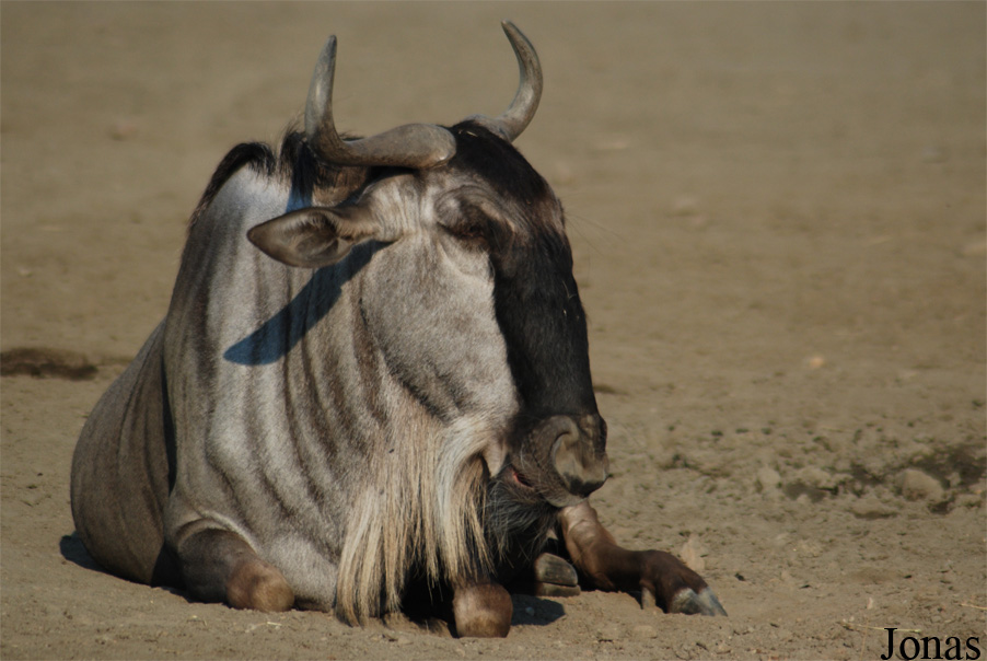 Connochaetes taurinus albojubatus