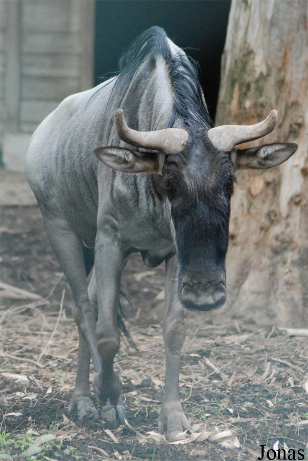 Connochaetes taurinus albojubatus