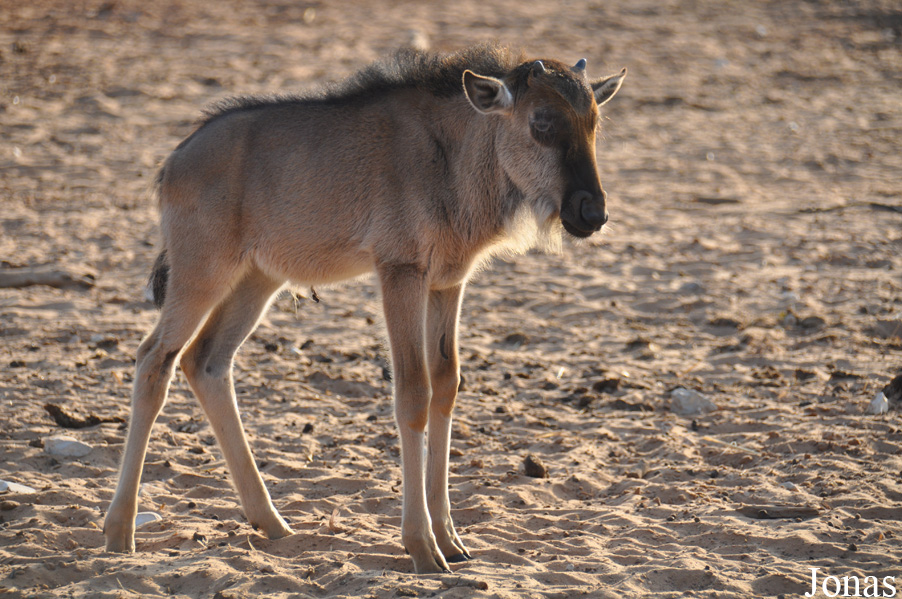Connochaetes taurinus albojubatus
