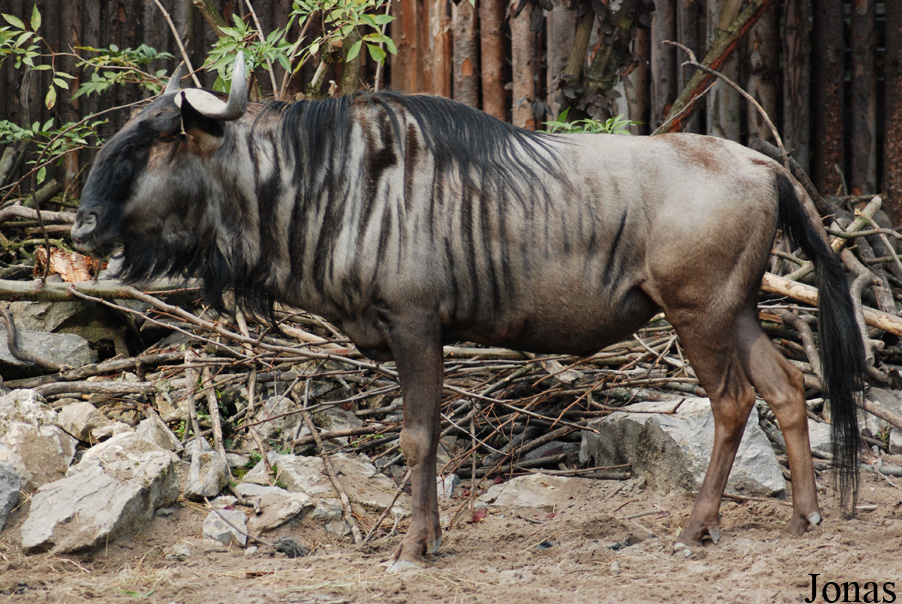 Connochaetes taurinus taurinus