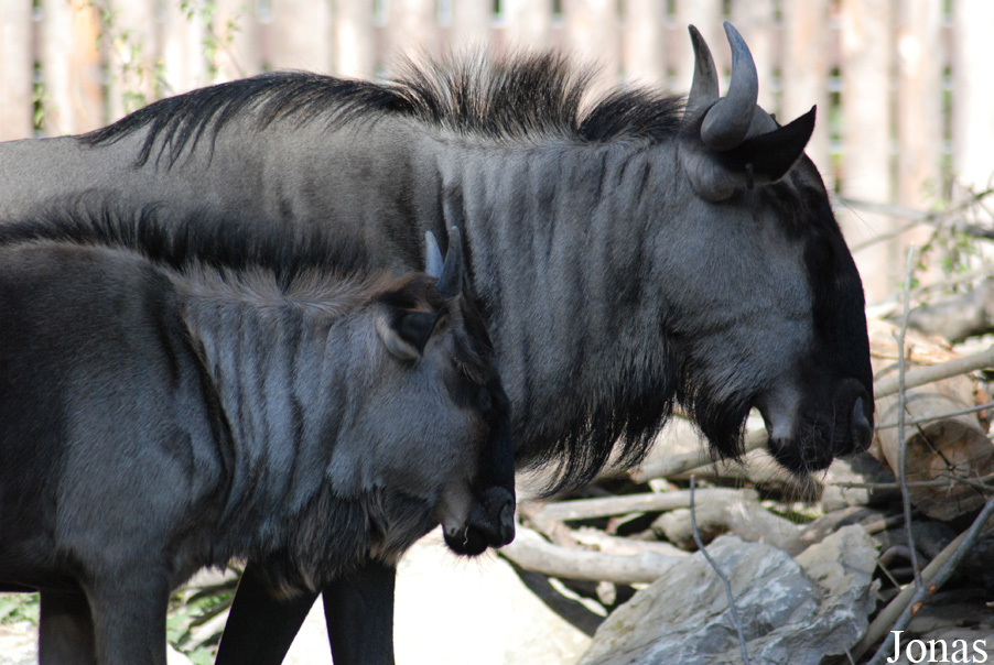 Connochaetes taurinus taurinus