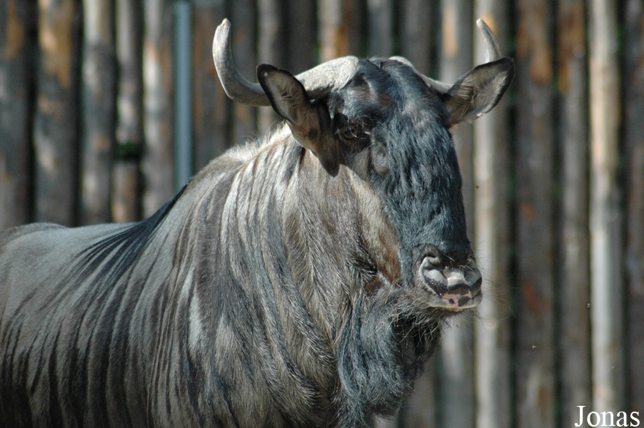 Connochaetes taurinus taurinus