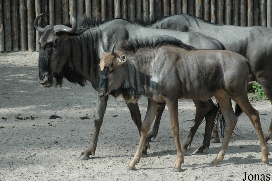 Connochaetes taurinus taurinus