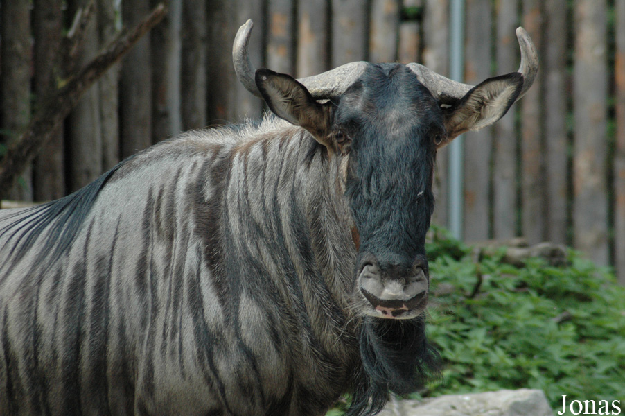 Connochaetes taurinus taurinus