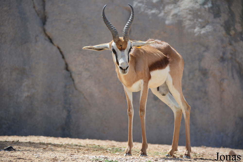 Antidorcas marsupialis