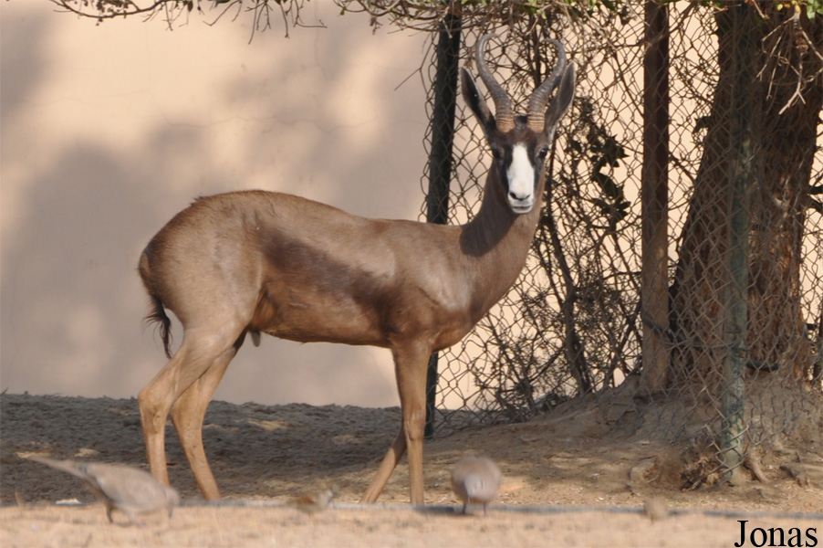 Antidorcas marsupialis