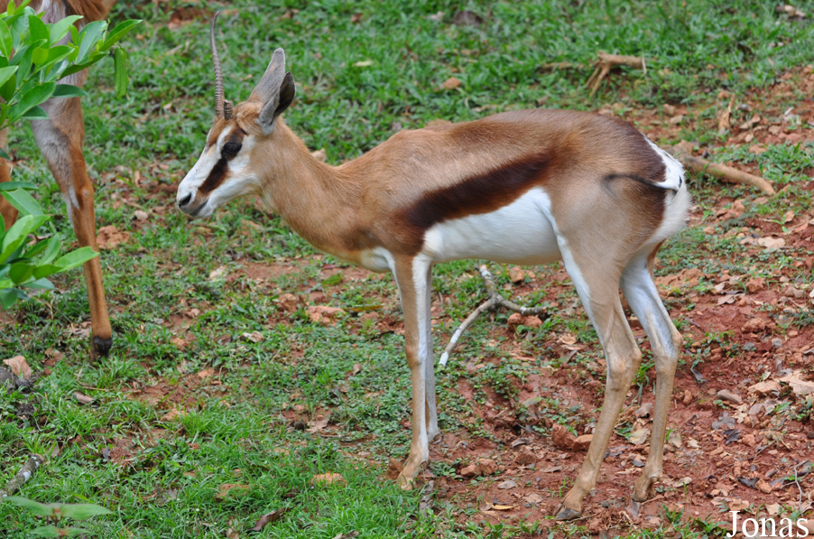 Antidorcas marsupialis