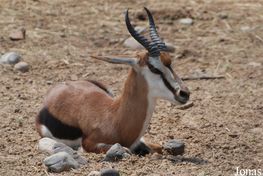 Antidorcas marsupialis