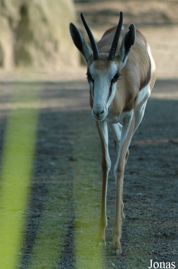 Antidorcas marsupialis